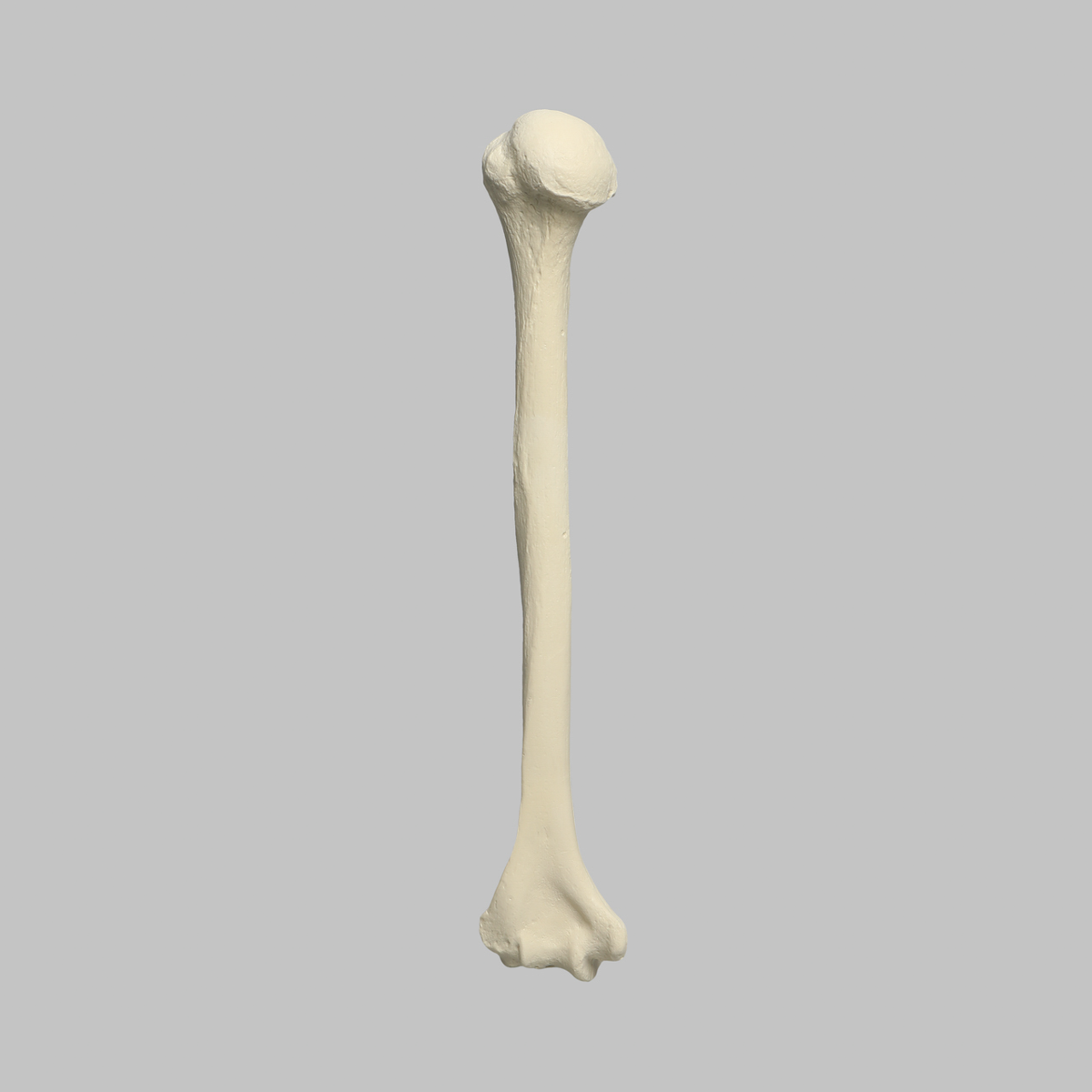 Sawbones Húmero cortical de espuma izquierdo