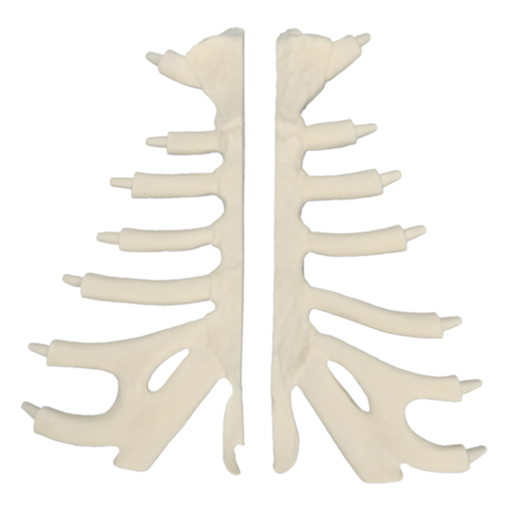 ESTERNÓN, CONJUNTO DIVIDIDO, ESPUMA SÓLIDA SAWBONES