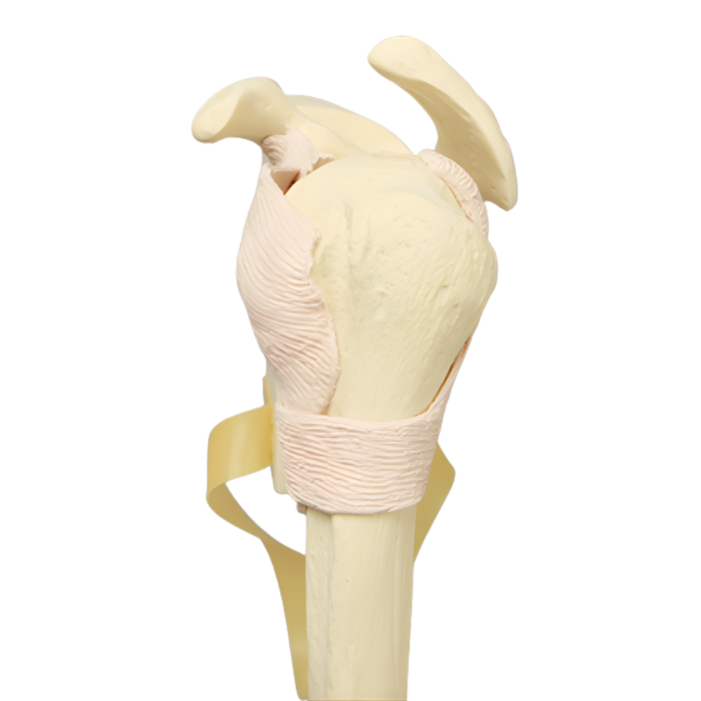 INSERTO DE HOMBRO PARA SIMULADOR DE ARTROSCOPIA SCR N.º 1509-37-3, ESPUMA SÓLIDA SAWBONES