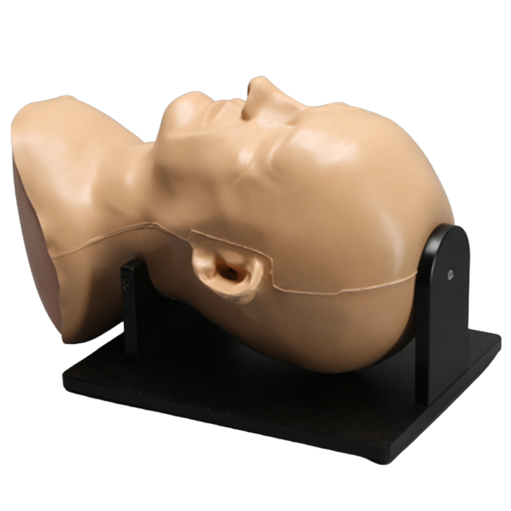 CRÁNEO COMPLETO CON SENO, MÚSCULOS Y PIEL SAWBONES