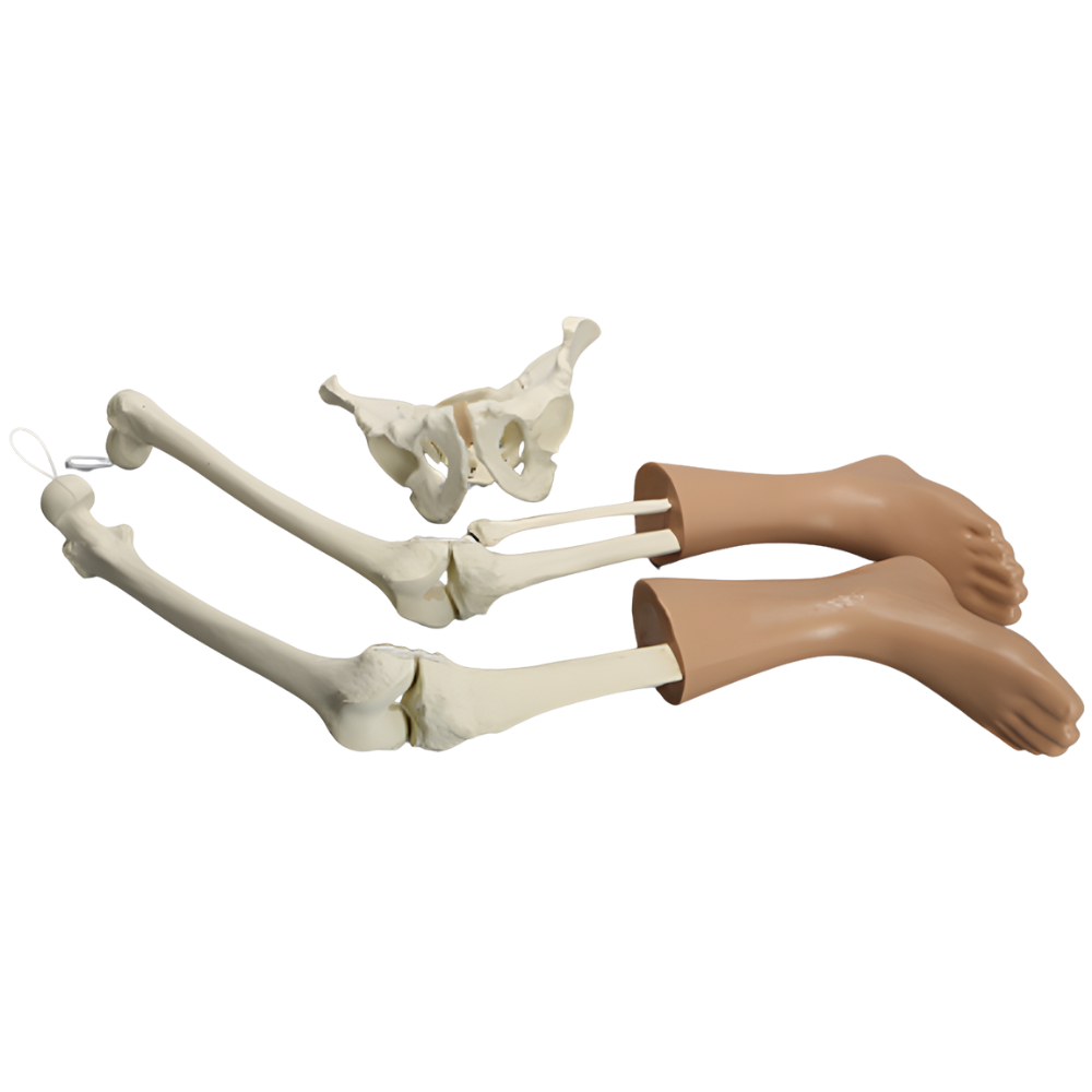 CONJUNTO DE CADERA Y PIERNA CON TEJIDO BLANDO EN LOS PIES SAWBONES