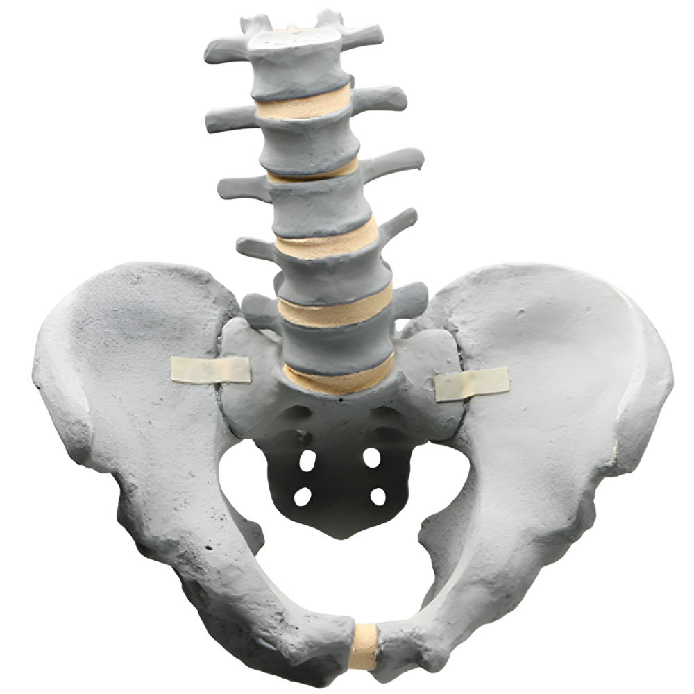COLUMNA LUMBAR CON PELVIS COMPLETA MASCULINA, RADIOPACA SAWBONES