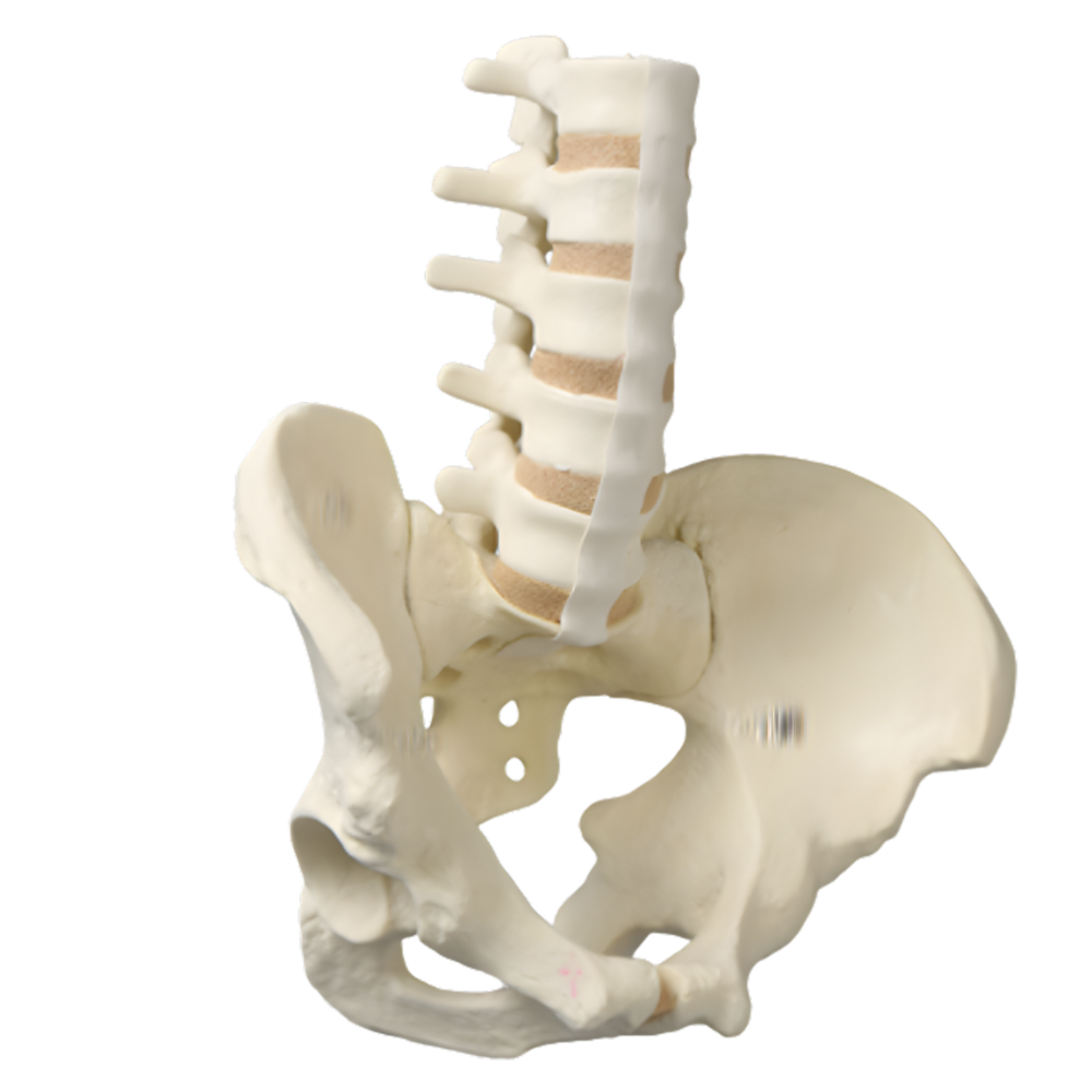 COLUMNA LUMBAR CON PELVIS COMPLETA MASCULINA, CORTICAL DE ESPUMA SAWBONES