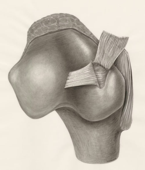 Artroscopía de rodilla: qué esperar antes, durante y después de la cirugía