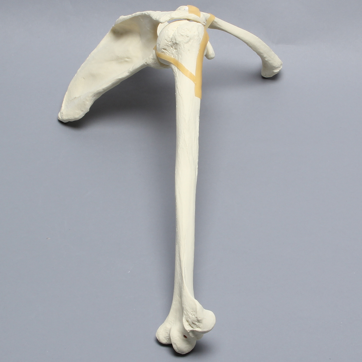 Sawbones Hombro articulado cortical de espuma derecho