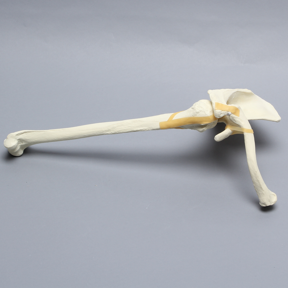 Sawbones Hombro articulado cortical de espuma derecho