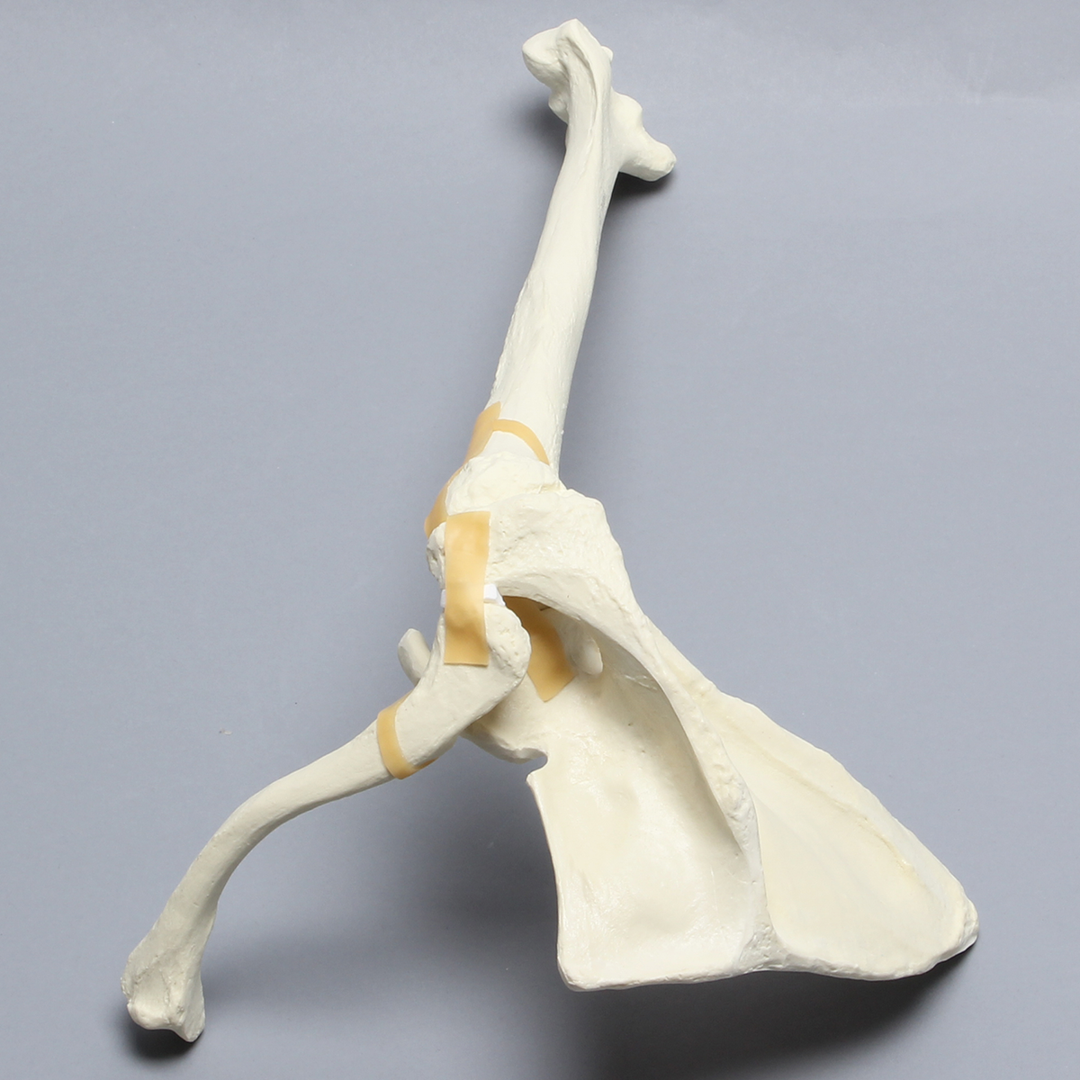 Sawbones Hombro articulado cortical de espuma derecho