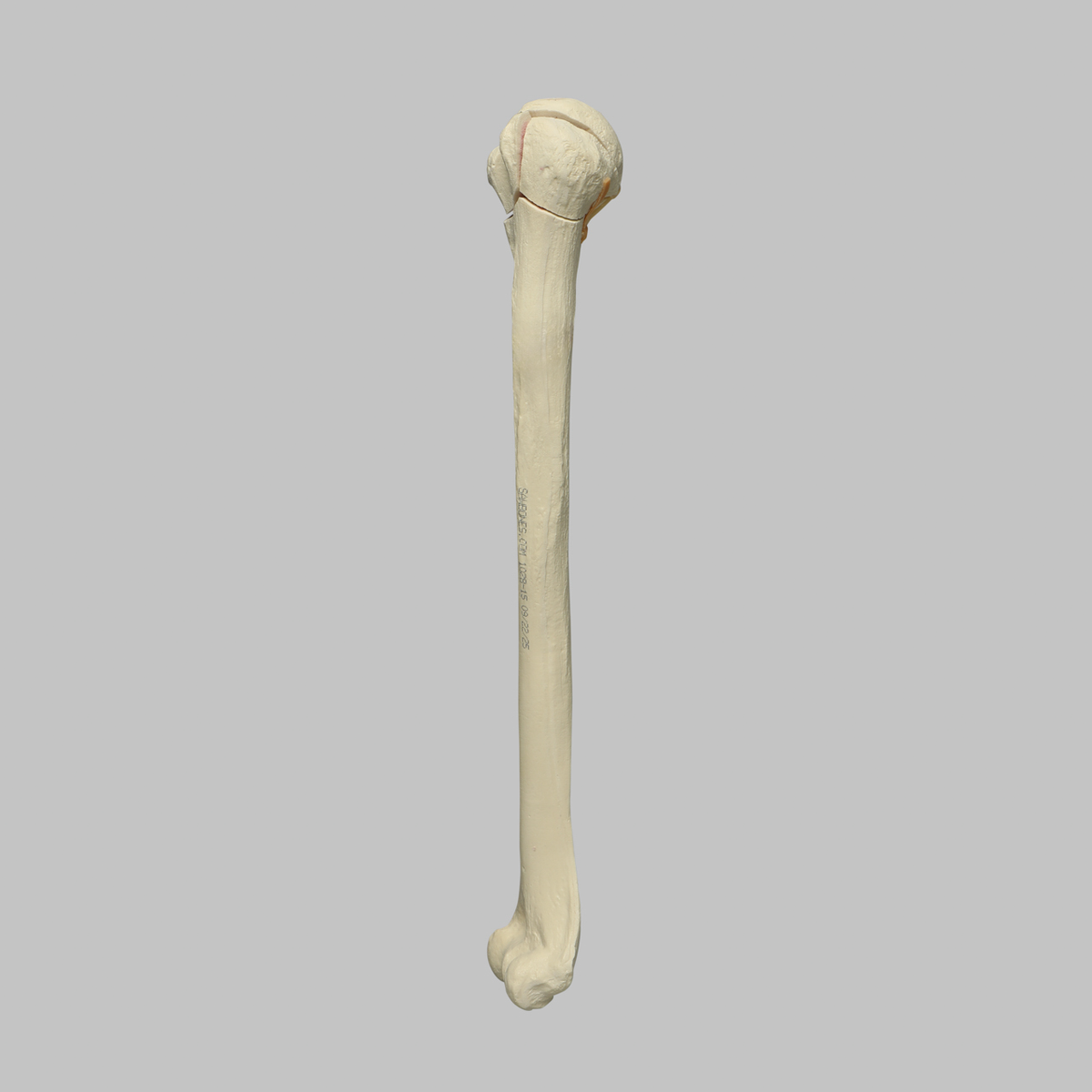Sawbones Húmero con fractura de cabeza en cuatro partes