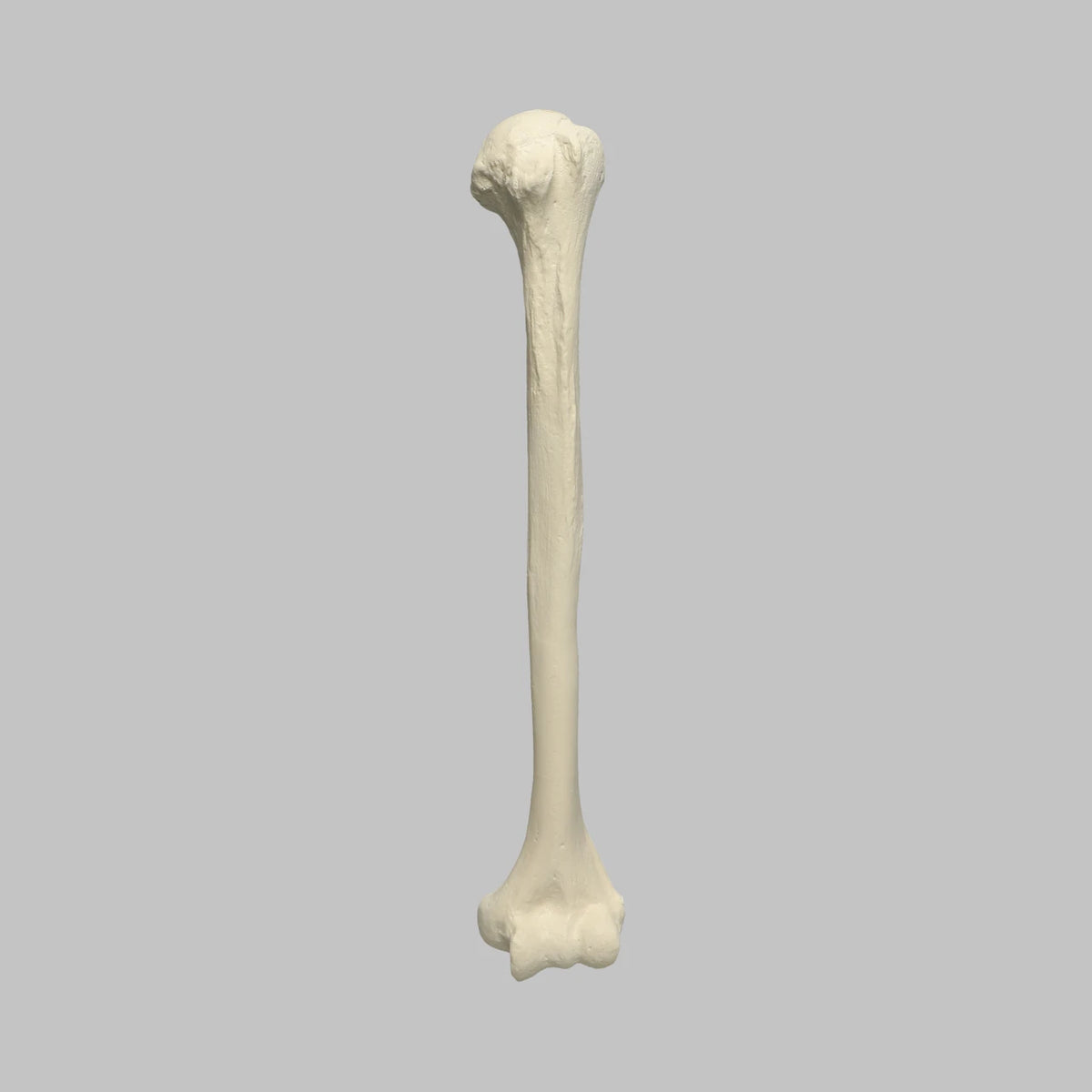 Sawbones Húmero cortical de espuma izquierdo