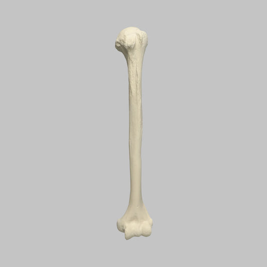 Sawbones Húmero cortical de espuma izquierdo