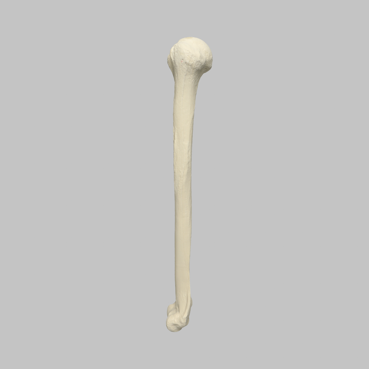 Sawbones Húmero cortical de espuma izquierdo