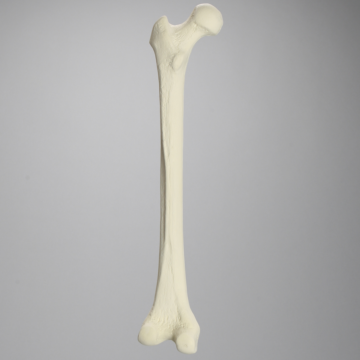 Sawbones Fémur cortical de espuma izquierdo mediano