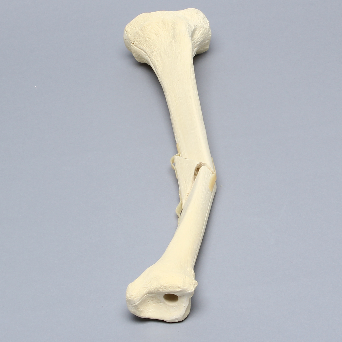 Kit Sawbones Clavado endomedular de fémur y tibia