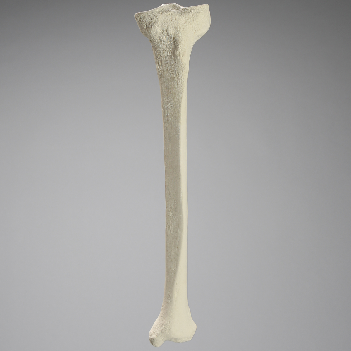 Sawbones Tibia cortical de espuma izquierda