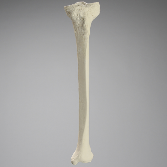 Sawbones Tibia cortical de espuma izquierda