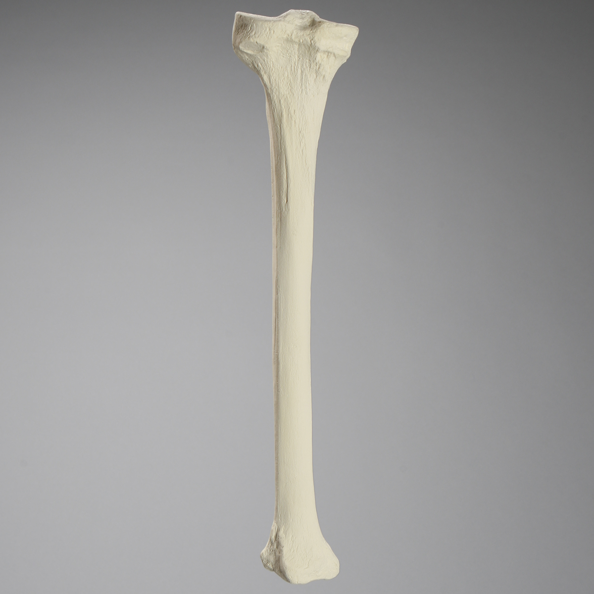 Sawbones Tibia cortical de espuma izquierda