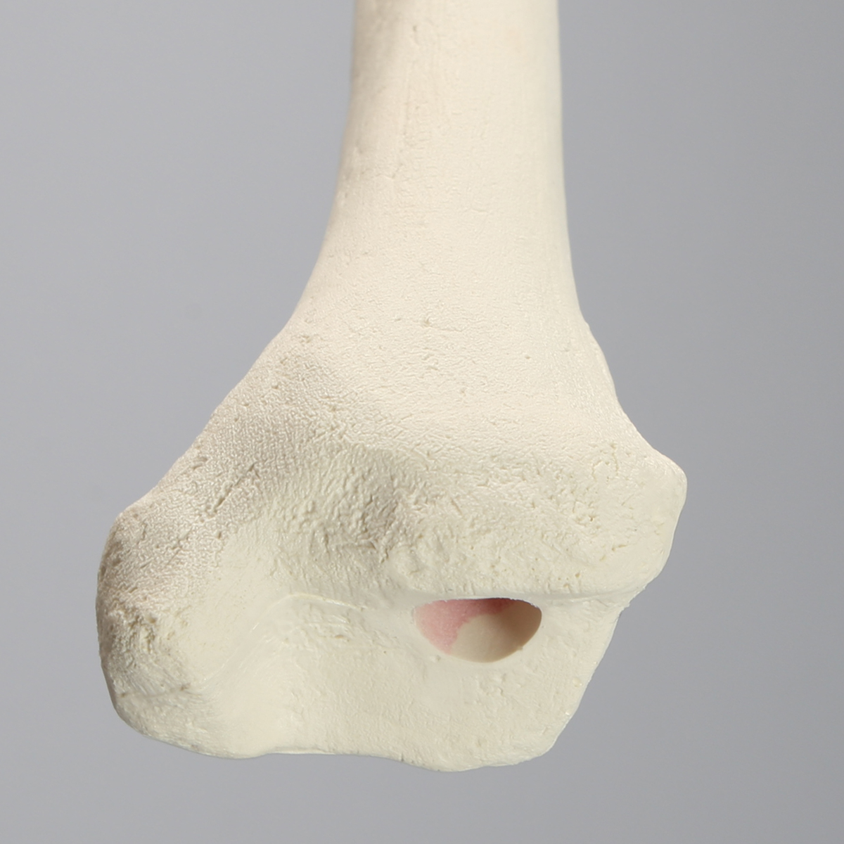 Sawbones Tibia cortical de espuma izquierda