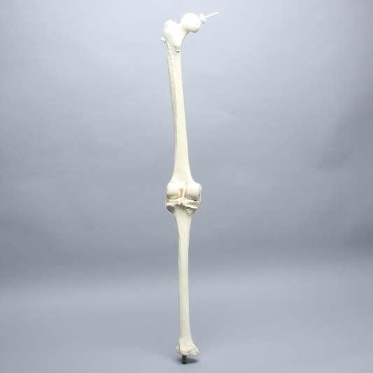 Sawbones Rodilla de repuesto para ensamble de cadera #1301-161