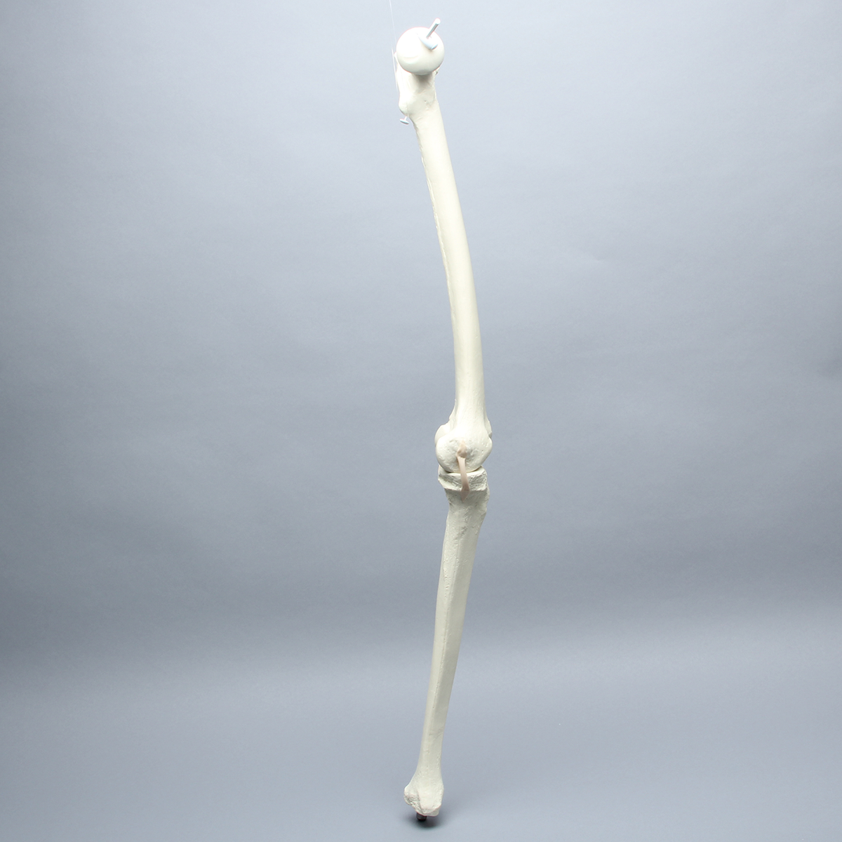 Sawbones Rodilla de repuesto para ensamble de cadera #1301-161