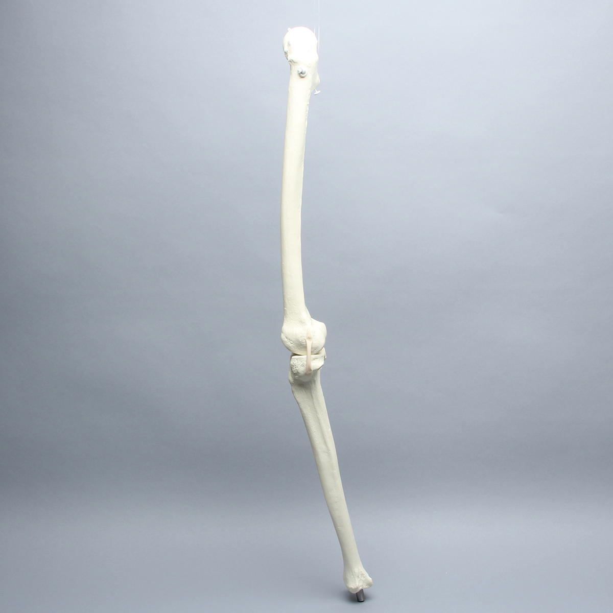 Sawbones Rodilla de repuesto para ensamble de cadera #1301-161