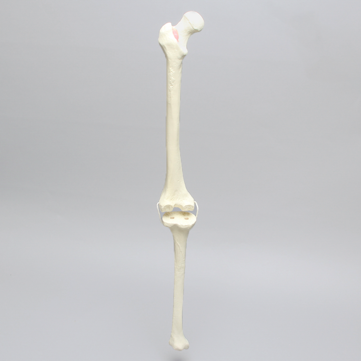 Sawbones Rodilla con cortes de revisión y ligamentos colaterales
