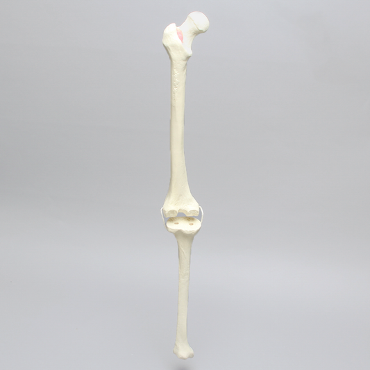 Sawbones Rodilla con cortes de revisión y ligamentos colaterales