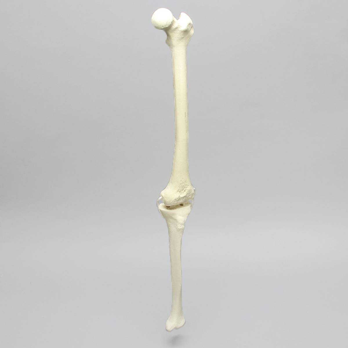 Sawbones Rodilla con cortes de revisión y ligamentos colaterales