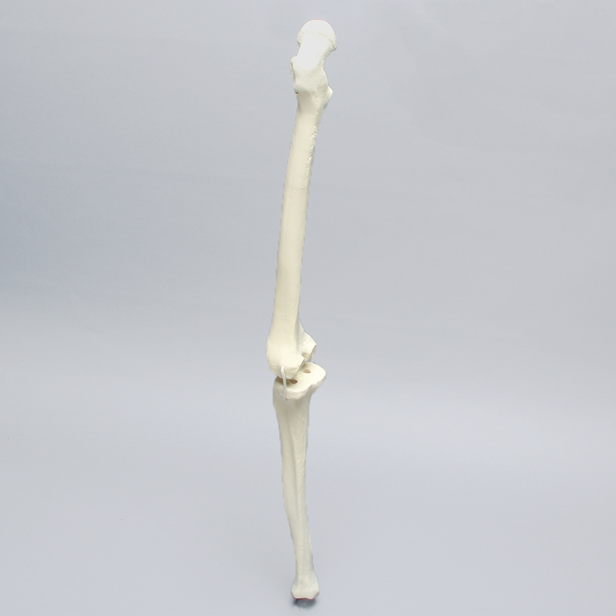 Sawbones Rodilla con cortes de revisión y ligamentos colaterales