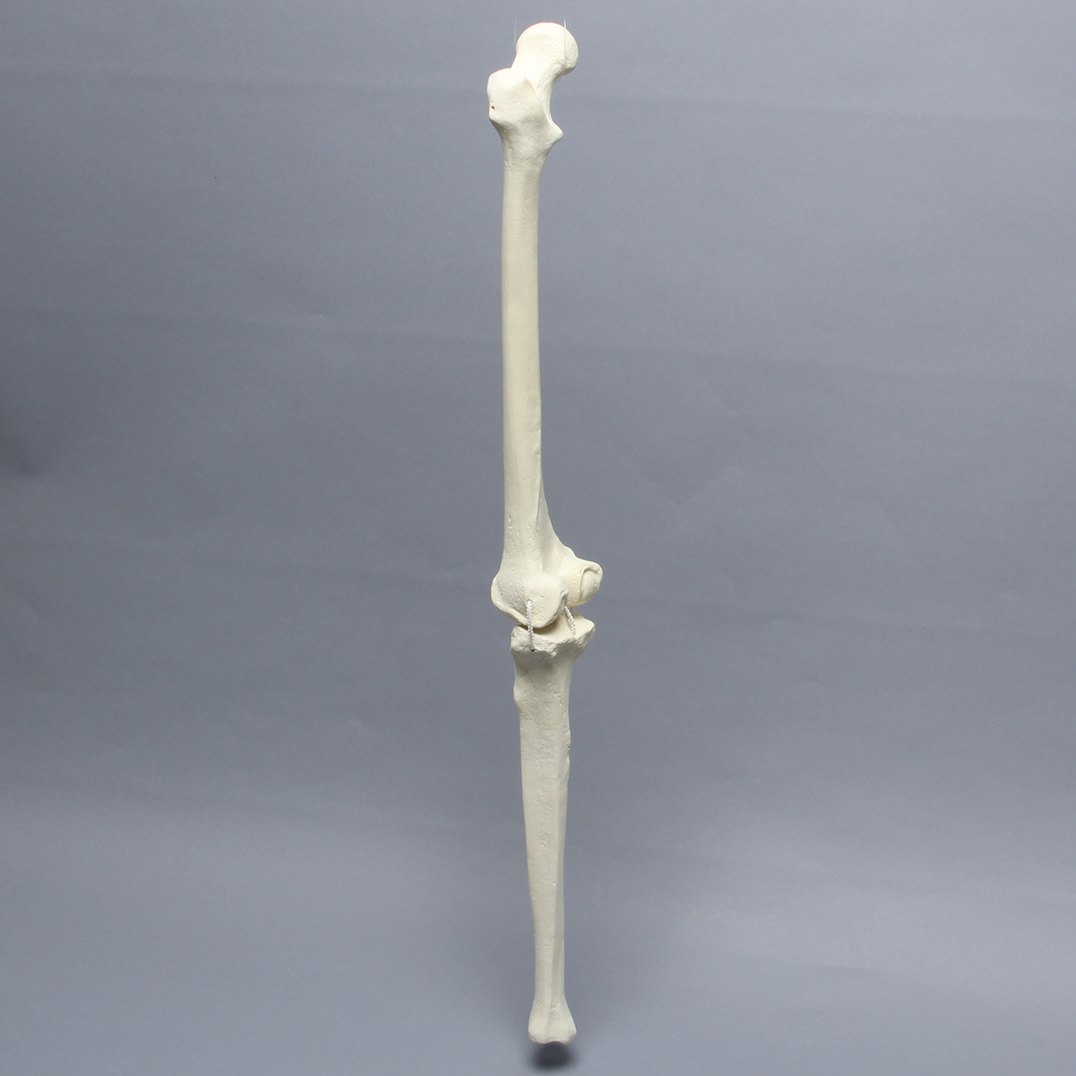 Sawbones Rodilla artrósica con cuatro ligamentos