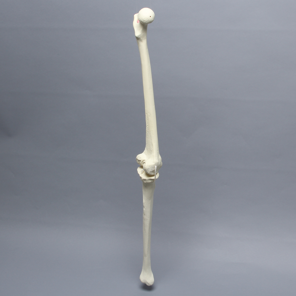 Sawbones Rodilla artrósica con cuatro ligamentos