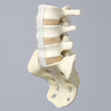 Sawbones Columna lumbar L3 a sacro cortical de espuma