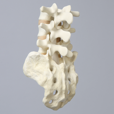 Sawbones Columna lumbar L3 a sacro cortical de espuma