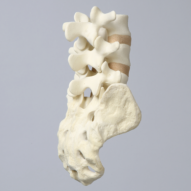 Sawbones Columna lumbar L3 a sacro cortical de espuma