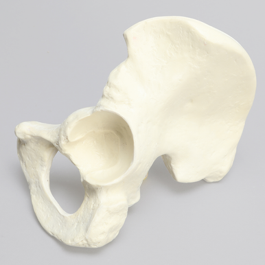 Kit Sawbones Artroplastia de cadera