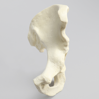 Sawbones Hemipelvis cortical de espuma con acetábulo de 57 mm izquierda