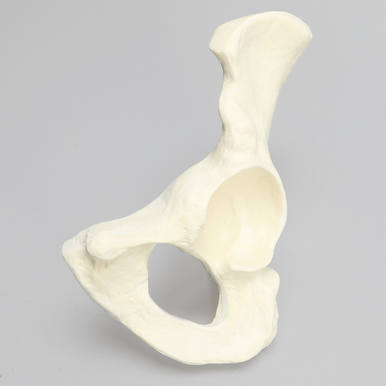 Sawbones Hemipelvis cortical de espuma con acetábulo de 57 mm izquierda