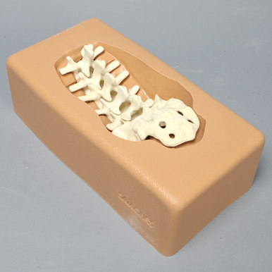 Sawbones Soporte para columna lumbar L1 a sacro