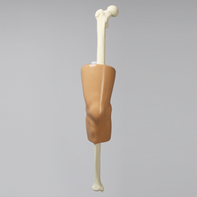 Sawbones Entrenador de rodilla para LCA