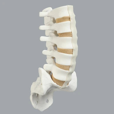 Sawbones Columna lumbar L1 a sacro cortical de espuma