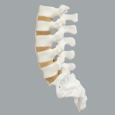 Sawbones Columna lumbar L1 a sacro cortical de espuma