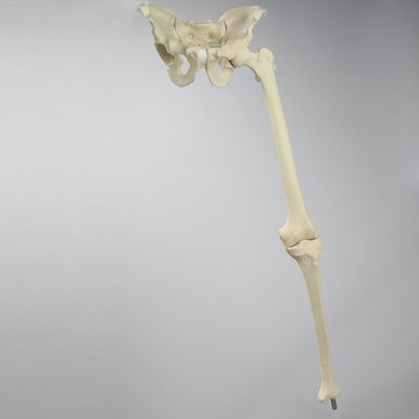 Sawbones Ensamble de cadera con rodilla reemplazable