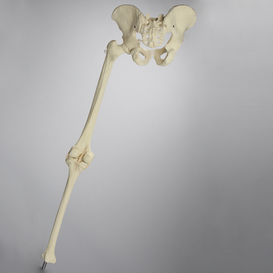 Sawbones Ensamble de cadera con rodilla reemplazable