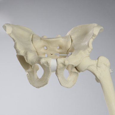 Sawbones Ensamble de cadera con rodilla reemplazable