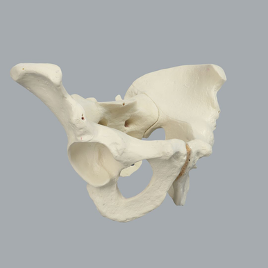 Sawbones Pelvis masculina completa cortical de espuma