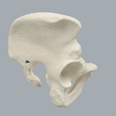 Sawbones Pelvis masculina completa cortical de espuma