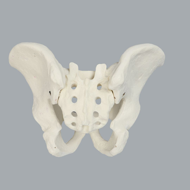 Sawbones Pelvis masculina completa cortical de espuma