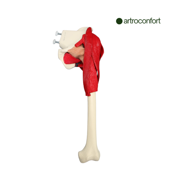 SAWBONES HEMIPELVIS CON FÉMUR COMPLETO Y MÚSCULOS