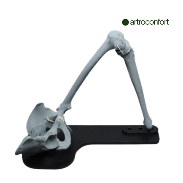 SAWBONES ENSAMBLE DE CADERA RADIOPACO EN BASE MASCULINO