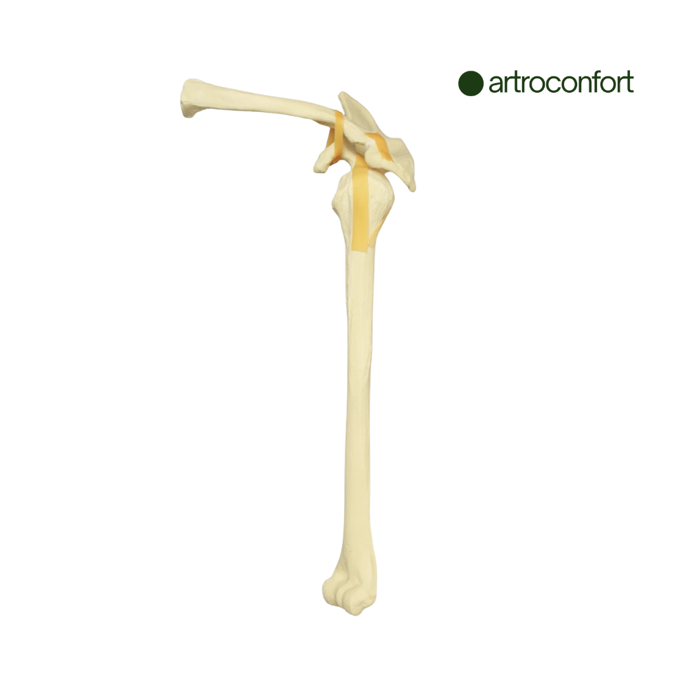 SAWBONES HOMBRO ARTICULADO CORTICAL DE ESPUMA IZQUIERDO