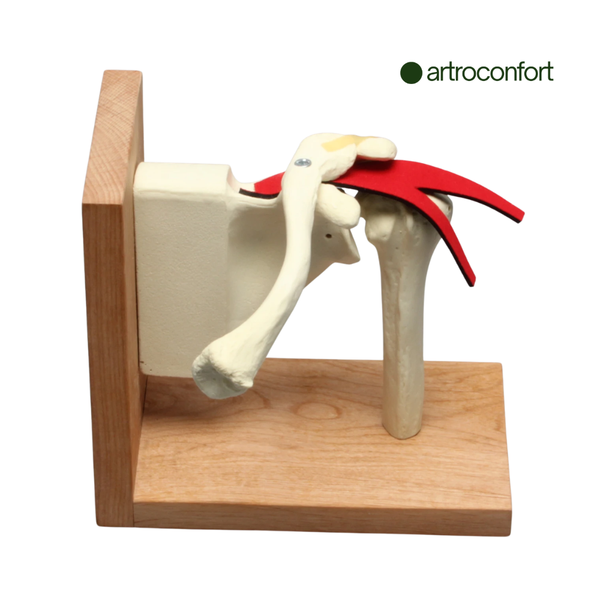 SAWBONES ENSAMBLE DE HOMBRO CON MANGUITO ROTADOR EN BASE CORTICAL DE ESPUMA IZQUIERDO